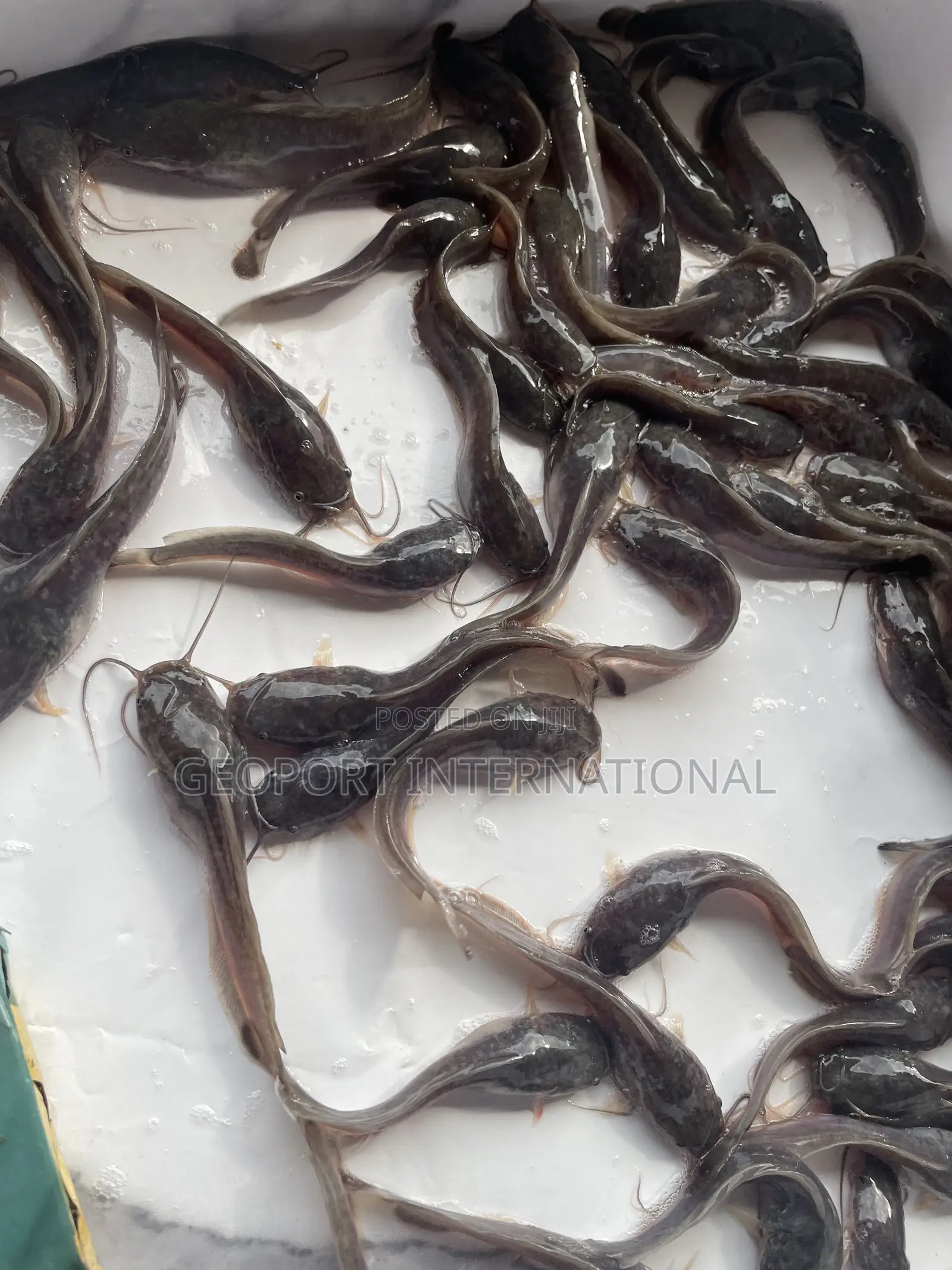Catfish Fingerlings/ Juveniles/Jumbo