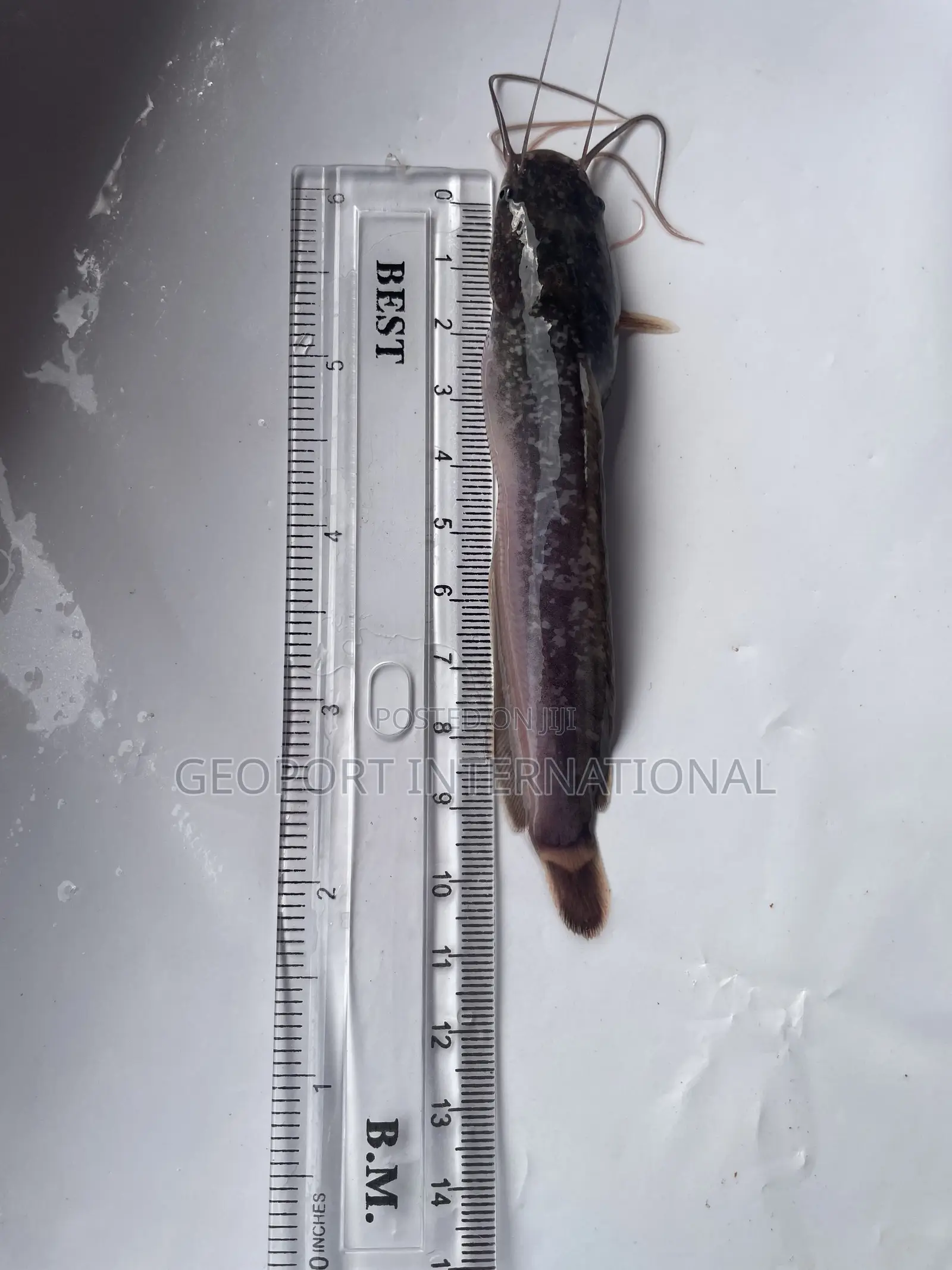 Catfish Fingerlings/ Juveniles/Jumbo