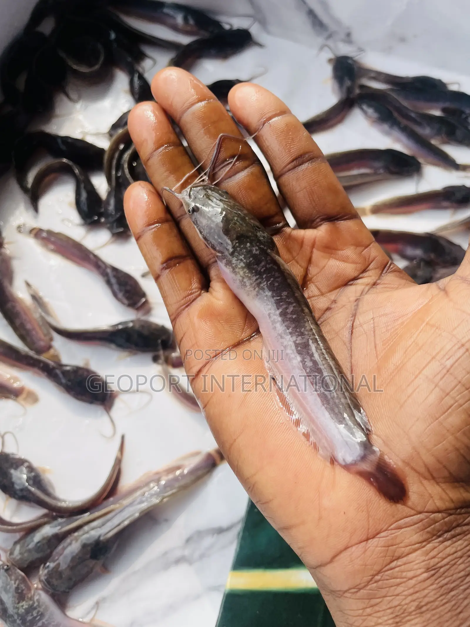 Catfish Fingerlings/ Juveniles/Jumbo