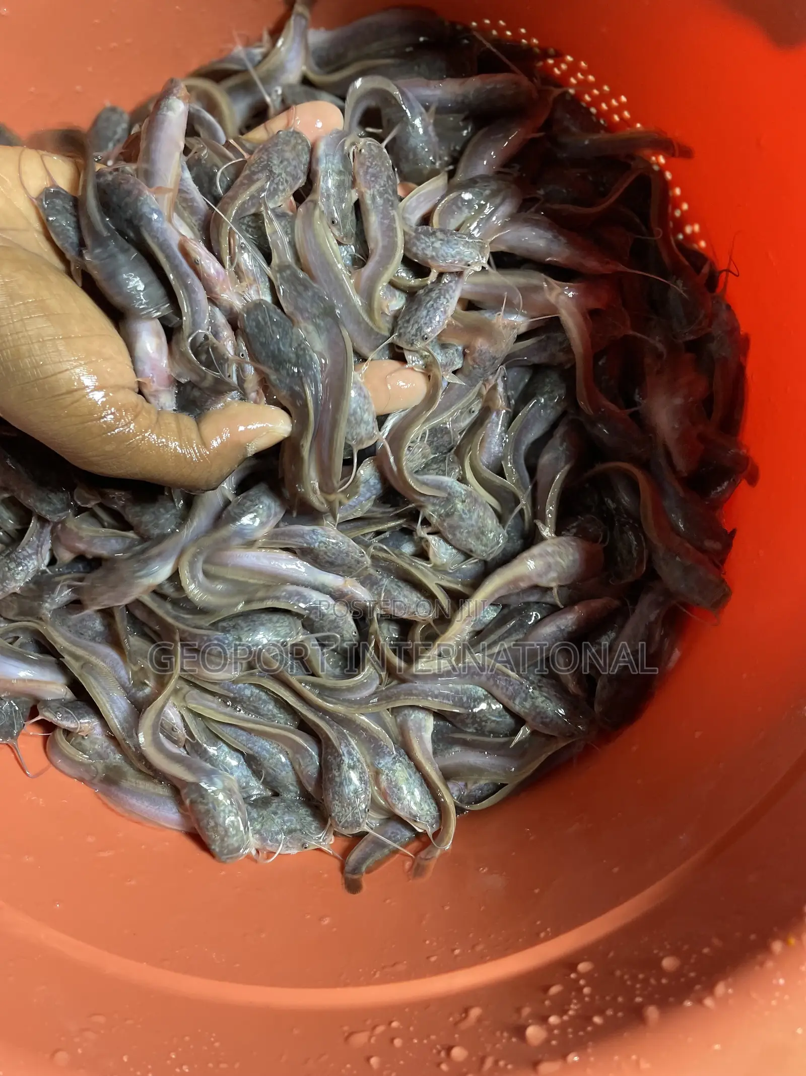 Catfish Fingerlings/ Juveniles/Jumbo