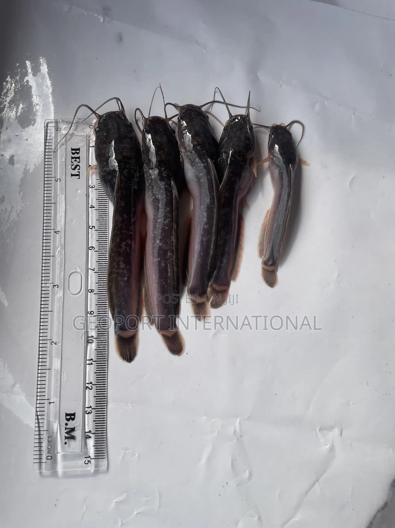 Catfish Fingerlings/ Juveniles/Jumbo