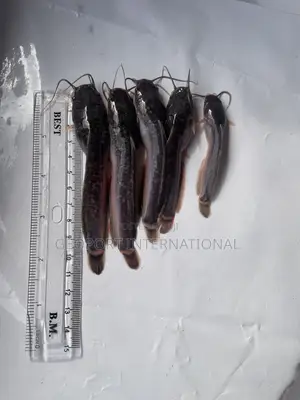 Catfish Fingerlings/ Juveniles/Jumbo
