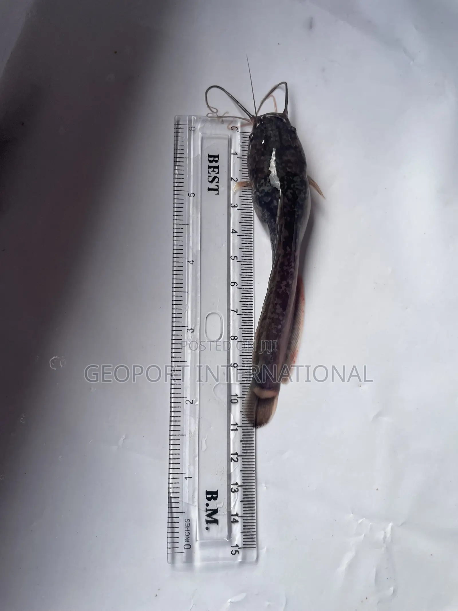 Catfish Fingerlings/ Juveniles/Jumbo