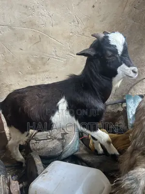 Male Goat (Black and White)