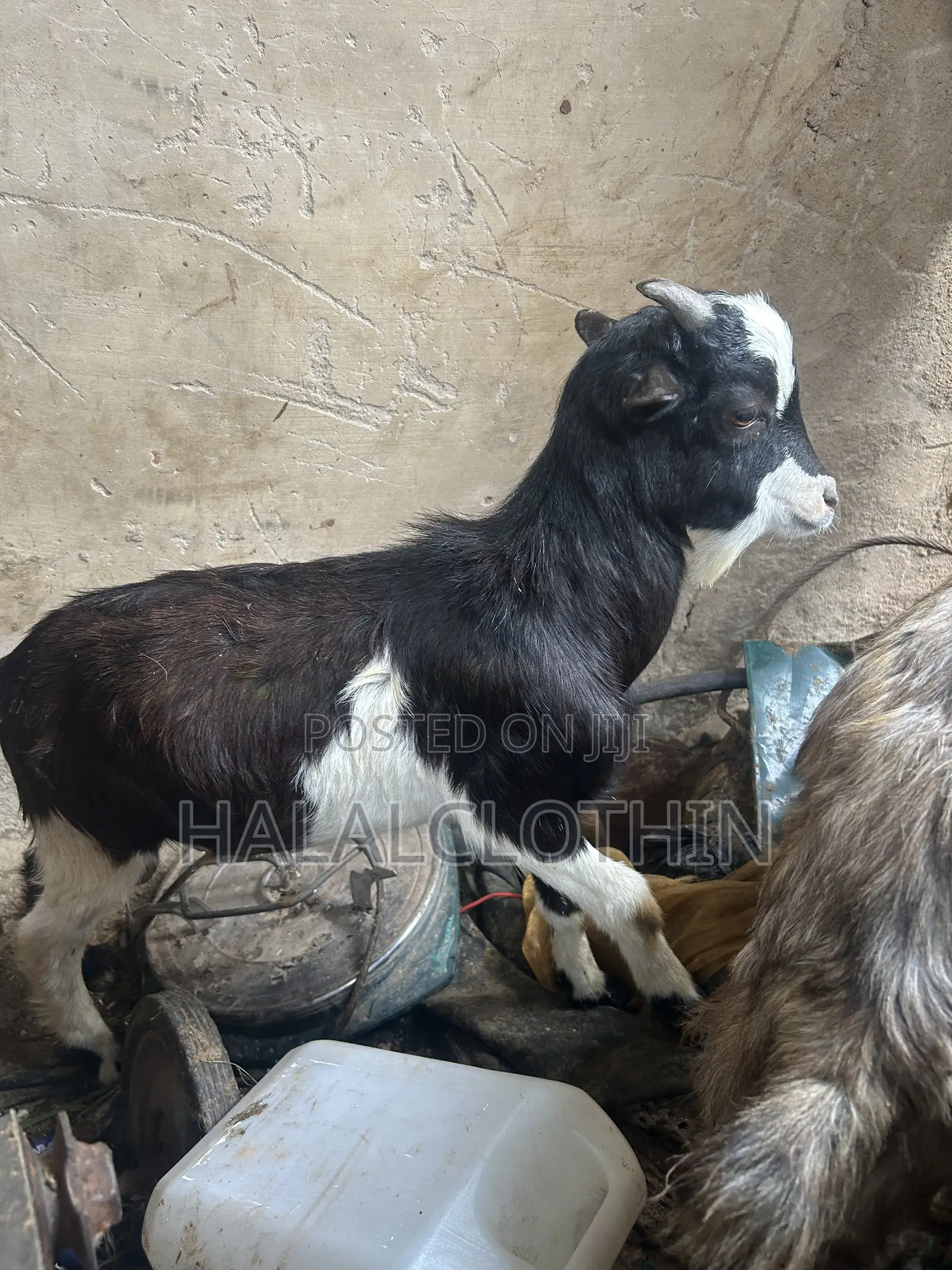 Male Goat (Black and White)