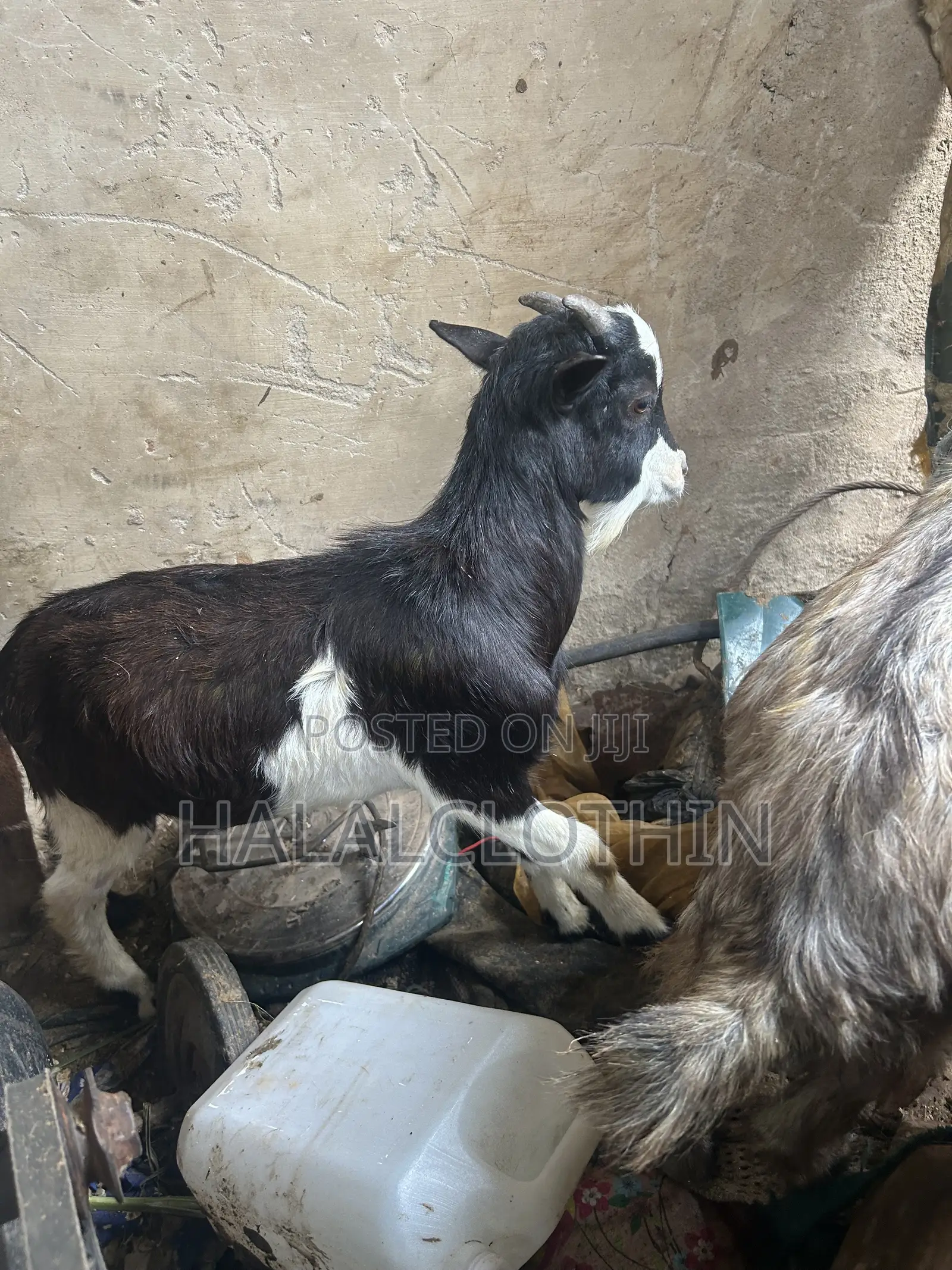 Male Goat (Black and White)