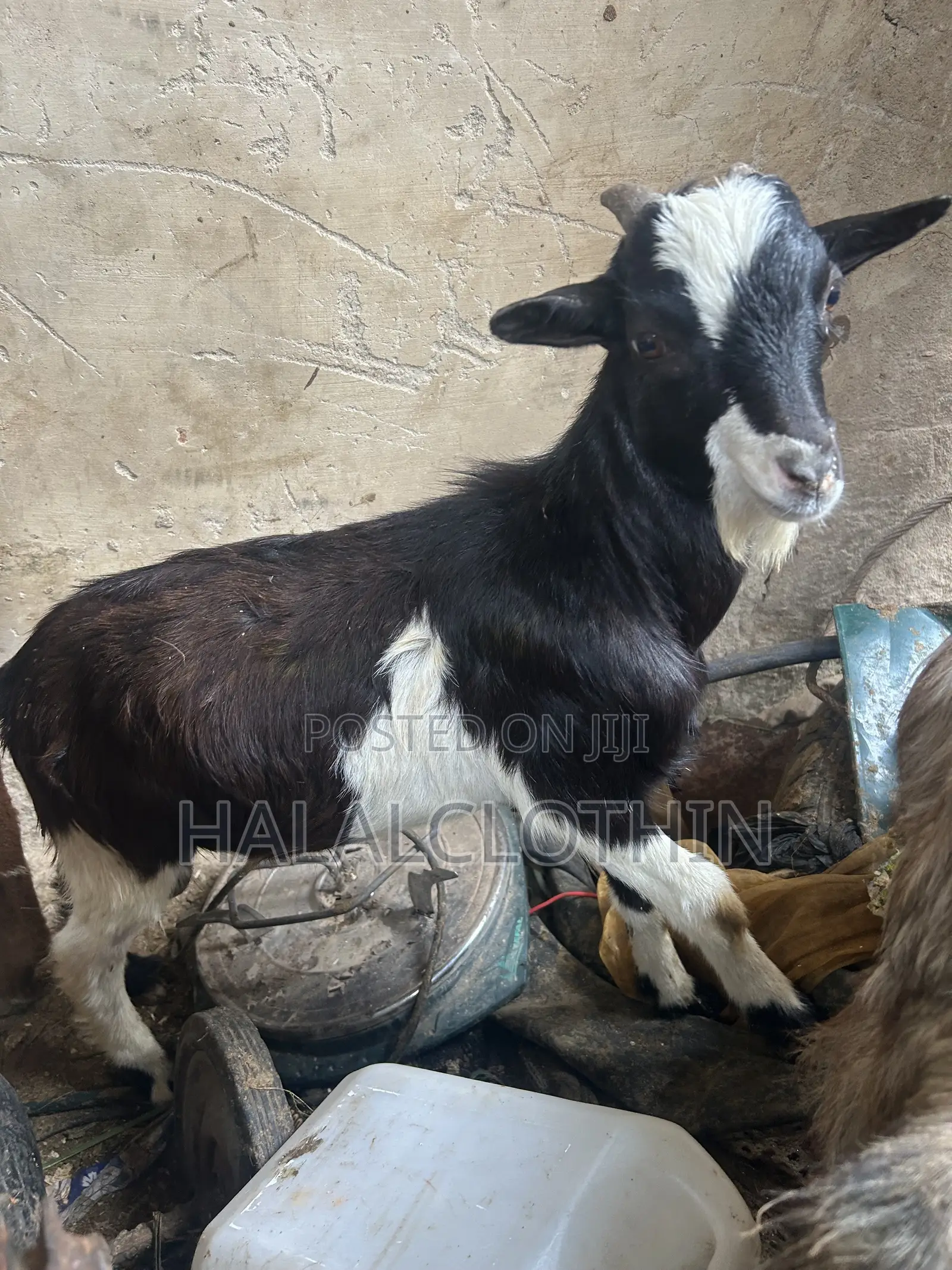 Male Goat (Black and White)