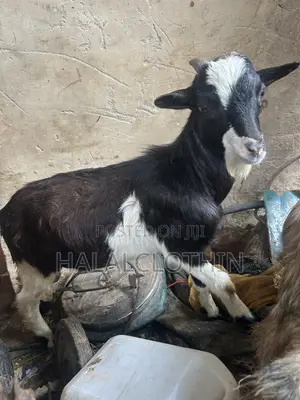 Male Goat (Black and White)