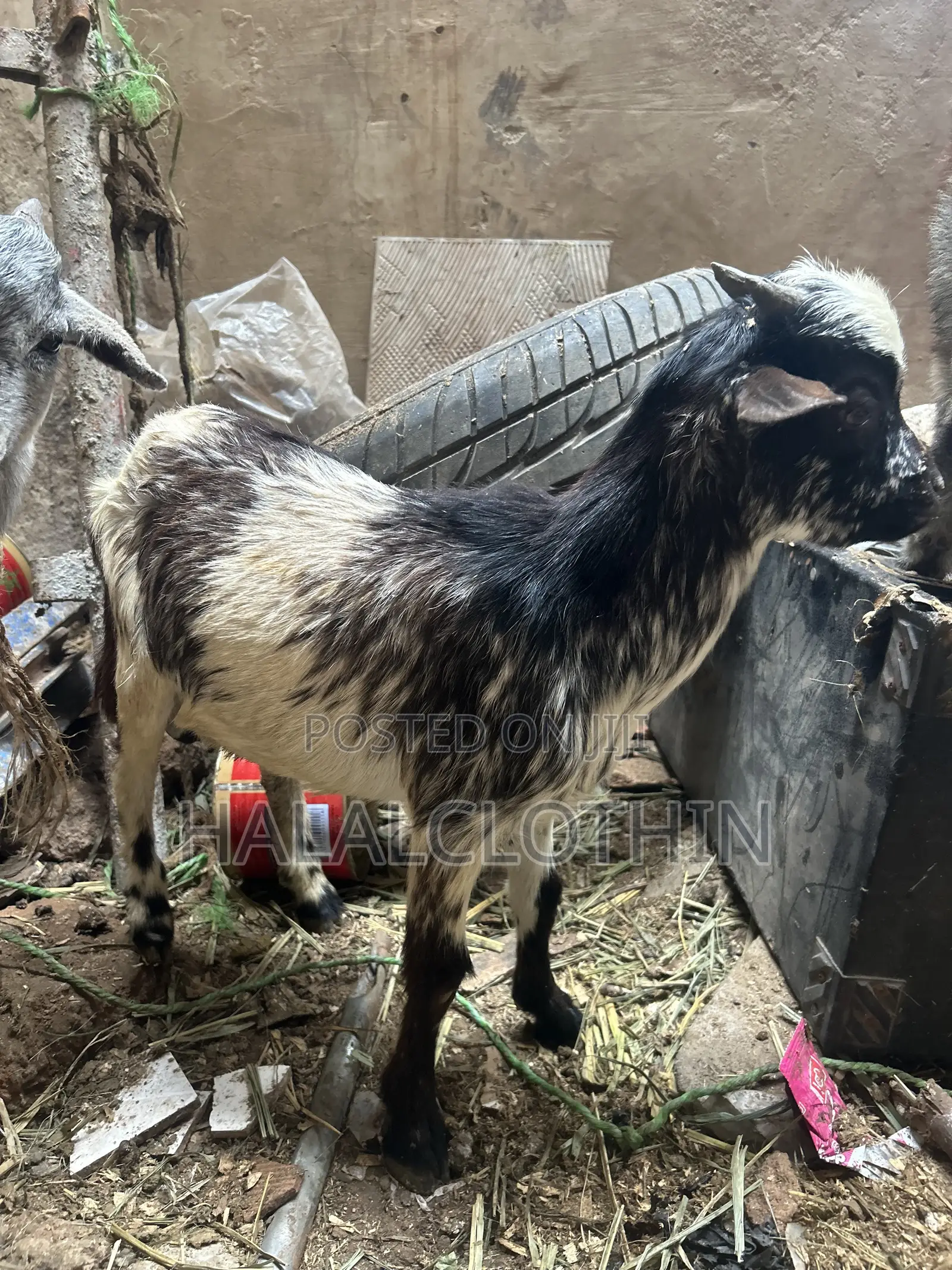 Goat (Male)