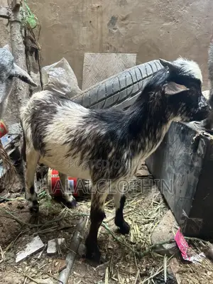 Goat (Male)
