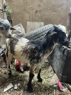 Goat (Male)