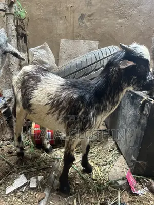 Goat (Male)