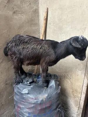 Goat (Black)