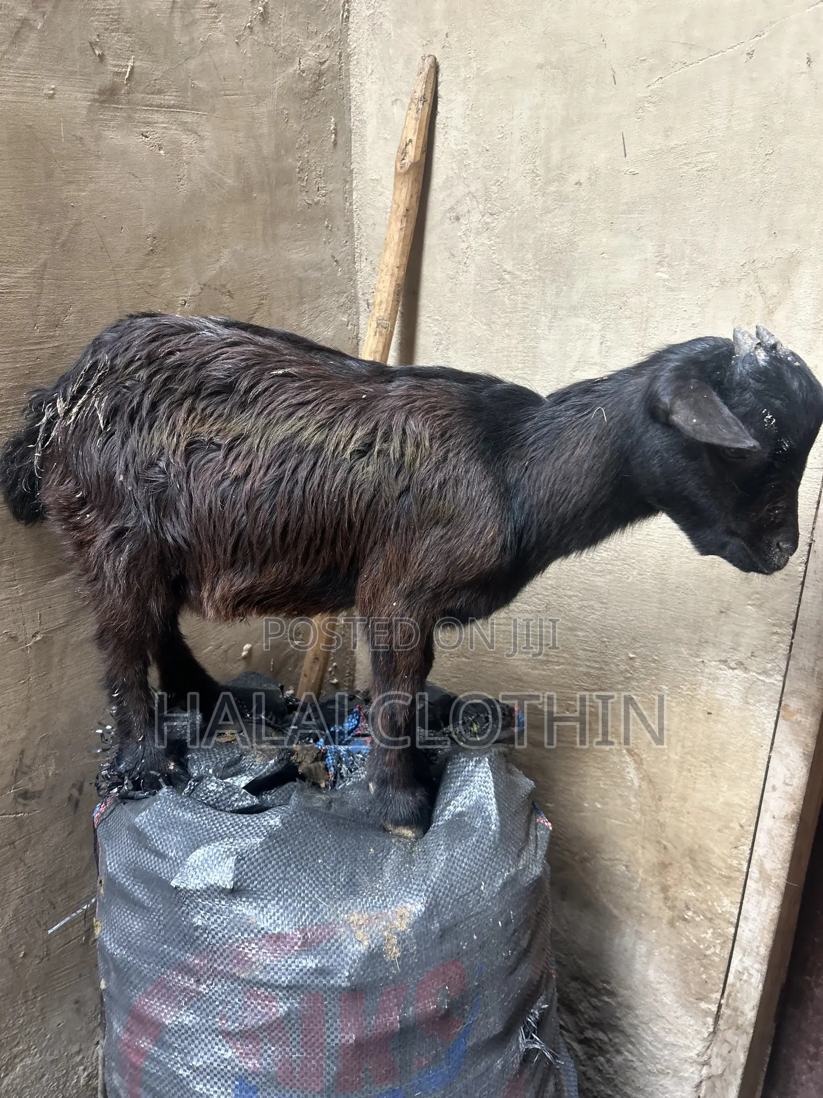 Goat (Black)