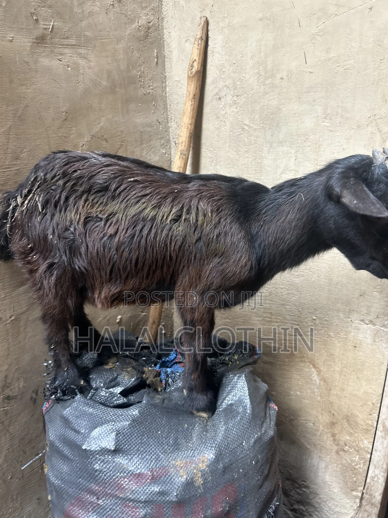 Goat (Black)