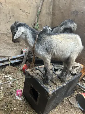 Matured Male Goat