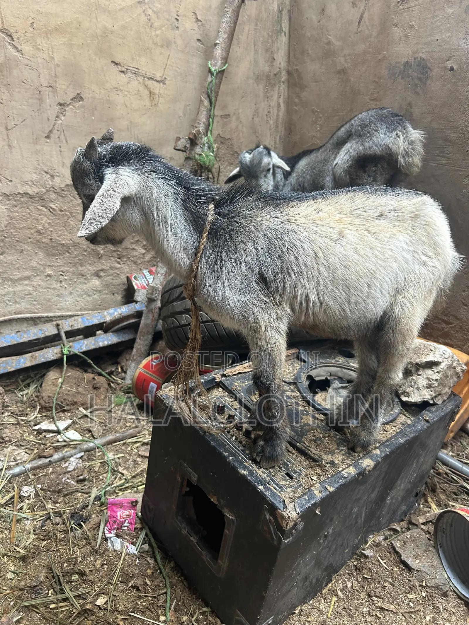 Matured Male Goat
