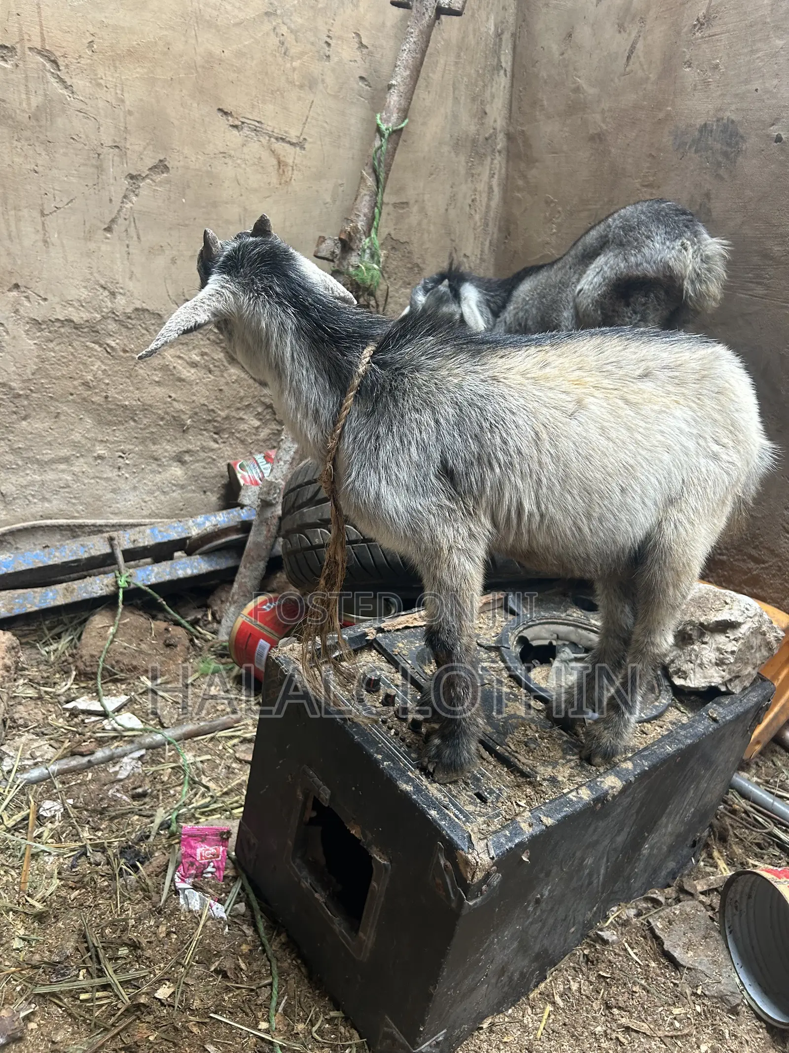 Matured Male Goat
