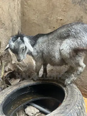 Matured Male Goat