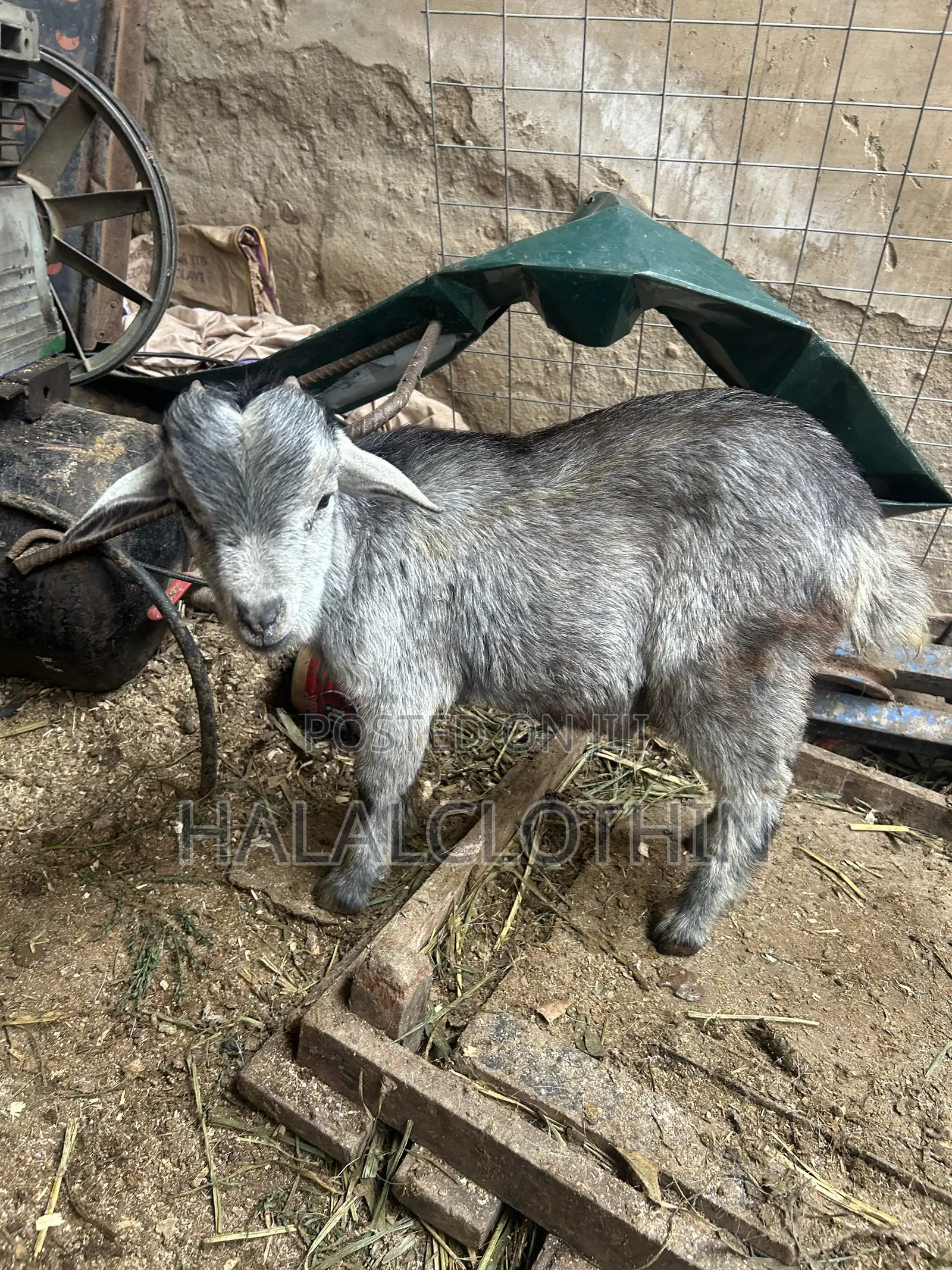 Matured Male Goat