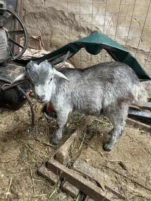 Matured Male Goat