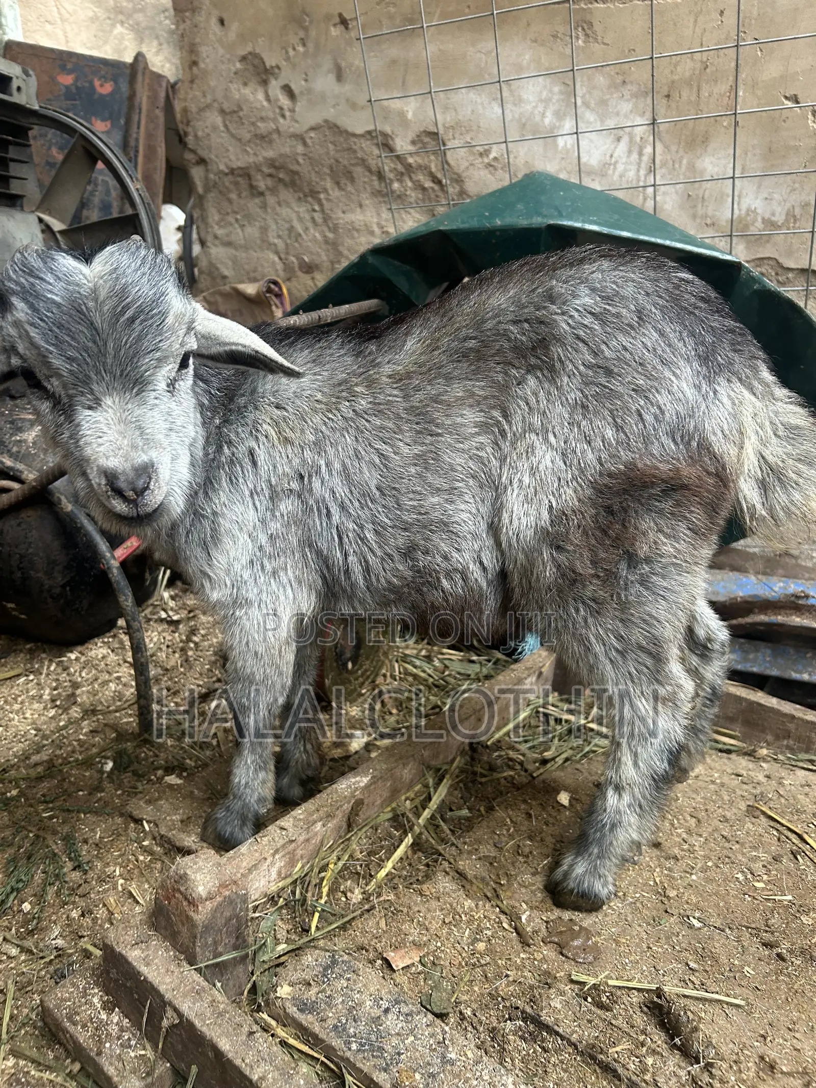 Matured Male Goat
