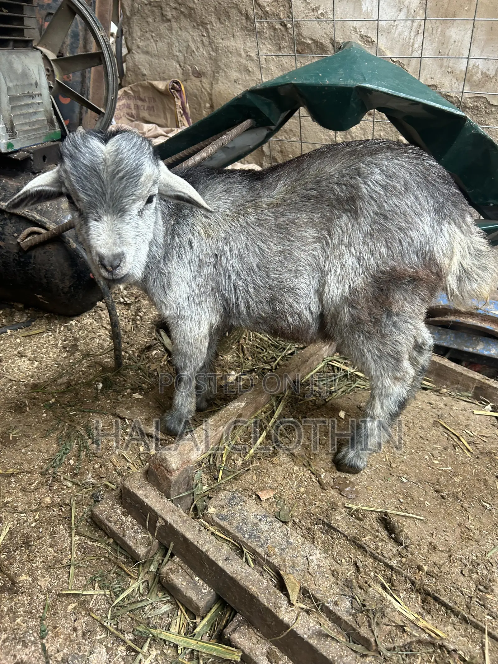 Matured Male Goat