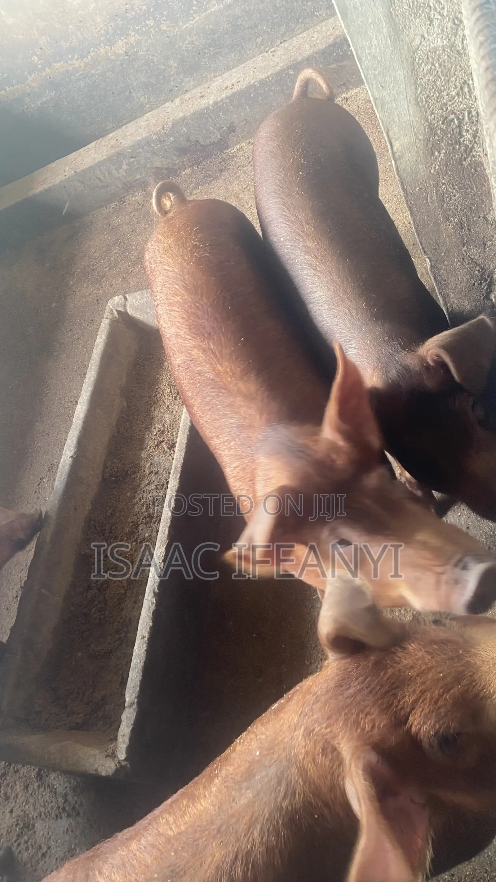 We Have Healthy Pig and Piglets for Sale