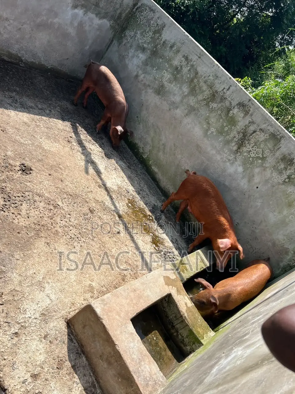 We Have Healthy Pig and Piglets for Sale