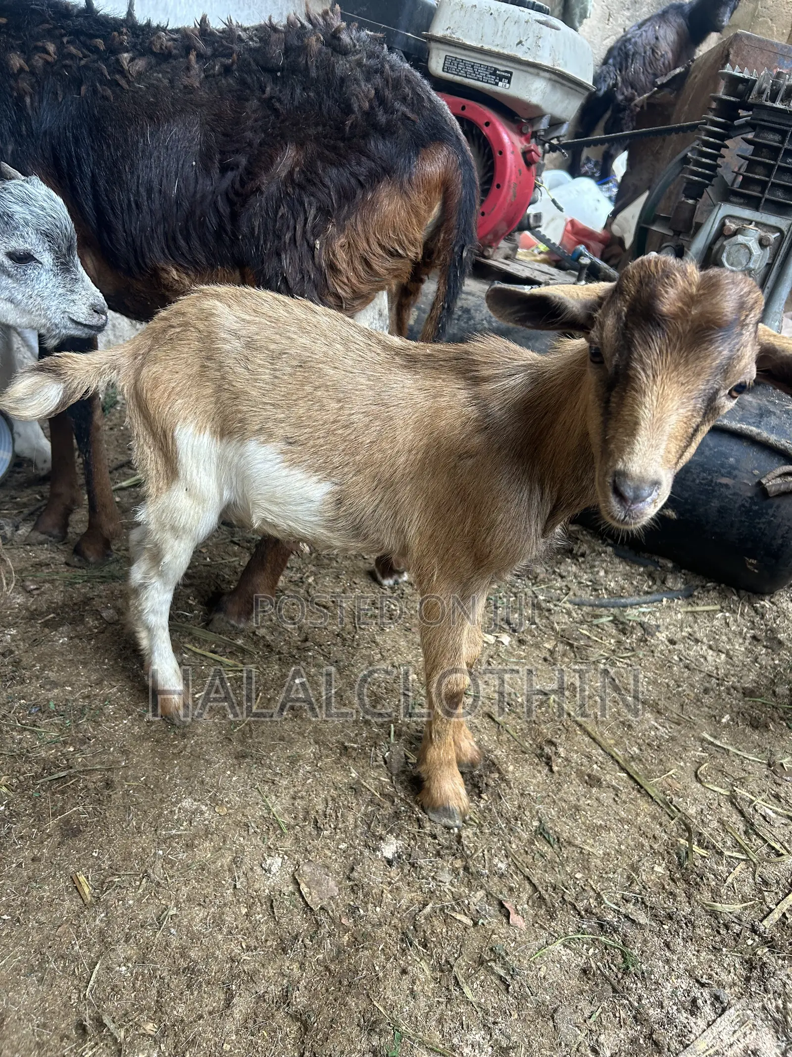 Male Goats (Brown Color)