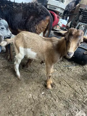 Male Goats (Brown Color)