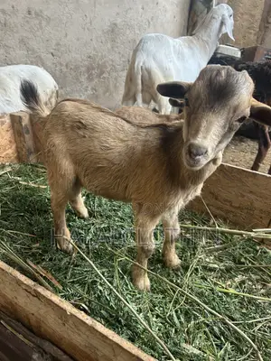 Male Goats (Brown Color)