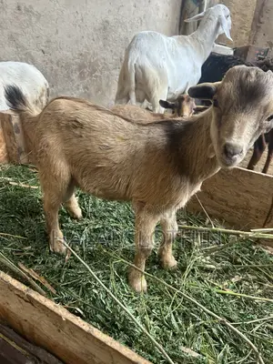 Male Goats (Brown Color)