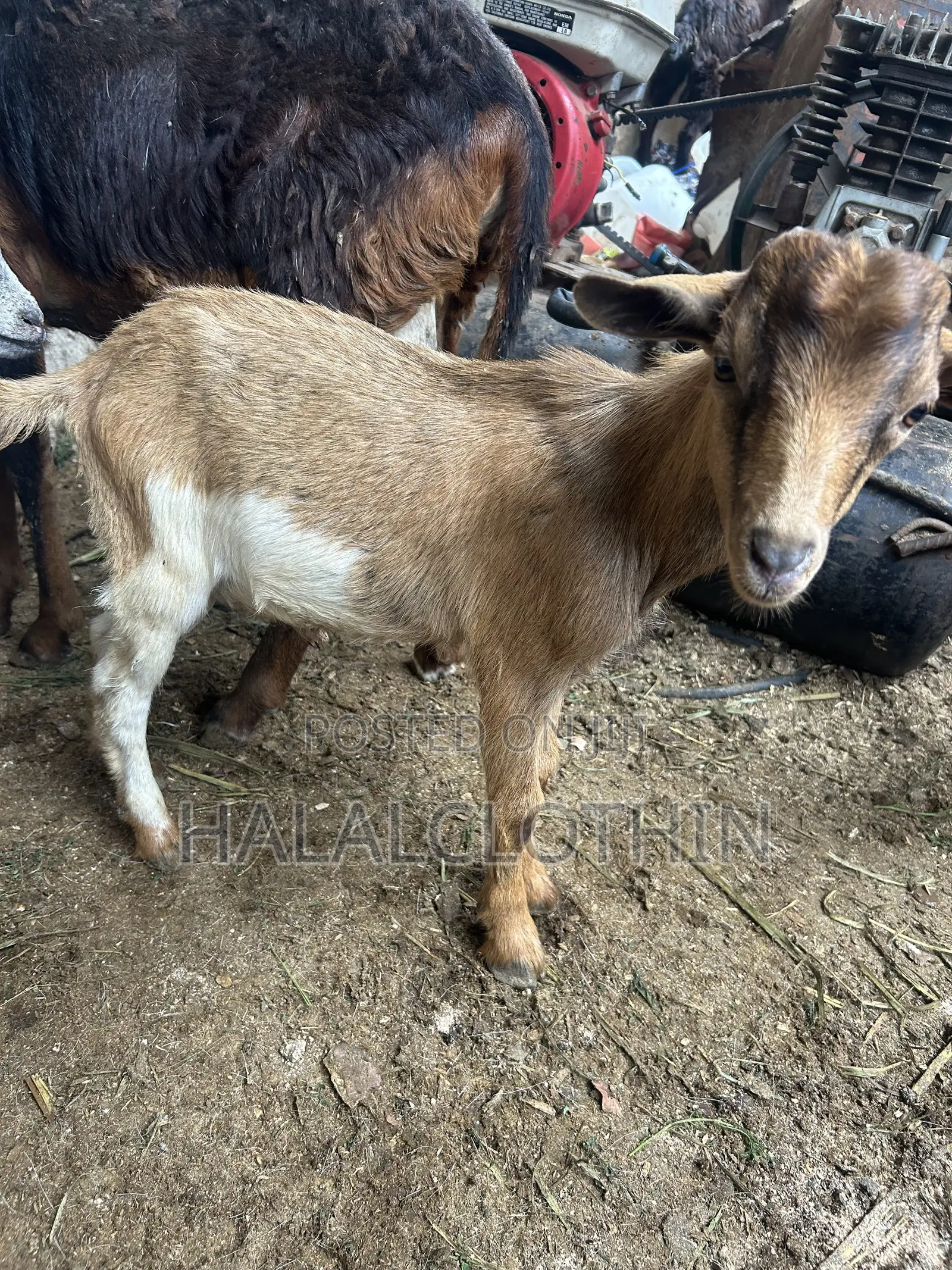 Male Goats (Brown Color)