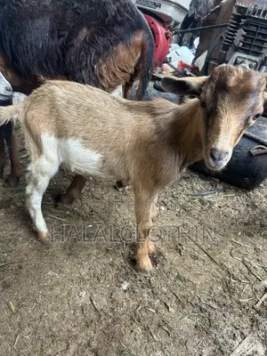 Male Goats (Brown Color)