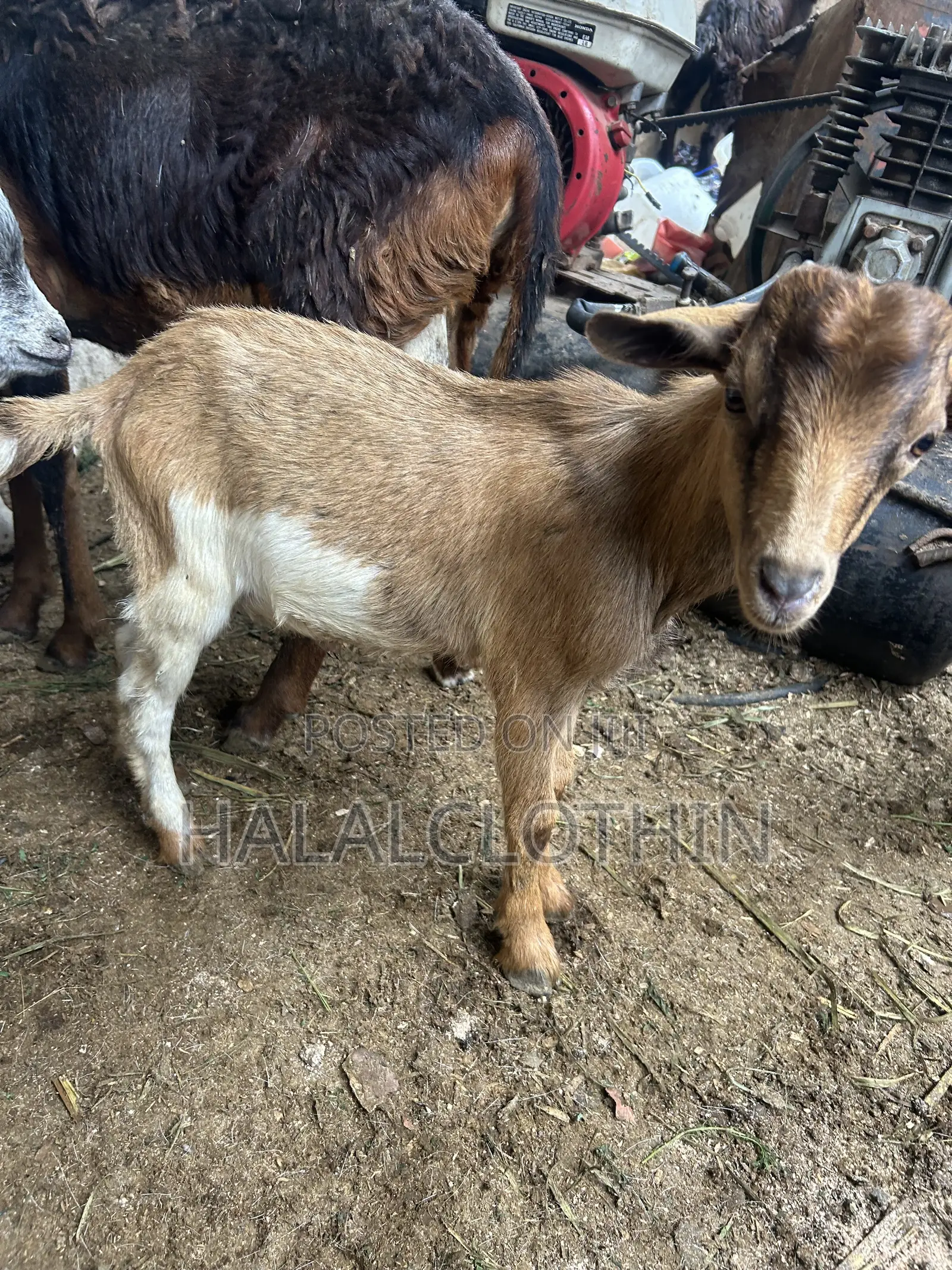 Male Goats (Brown Color)