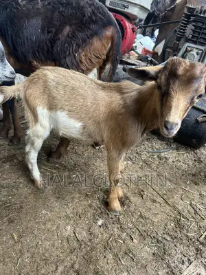 Male Goats (Brown Color)