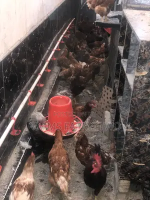 All Kinds of Chickens From Day Olds to Points of Lay