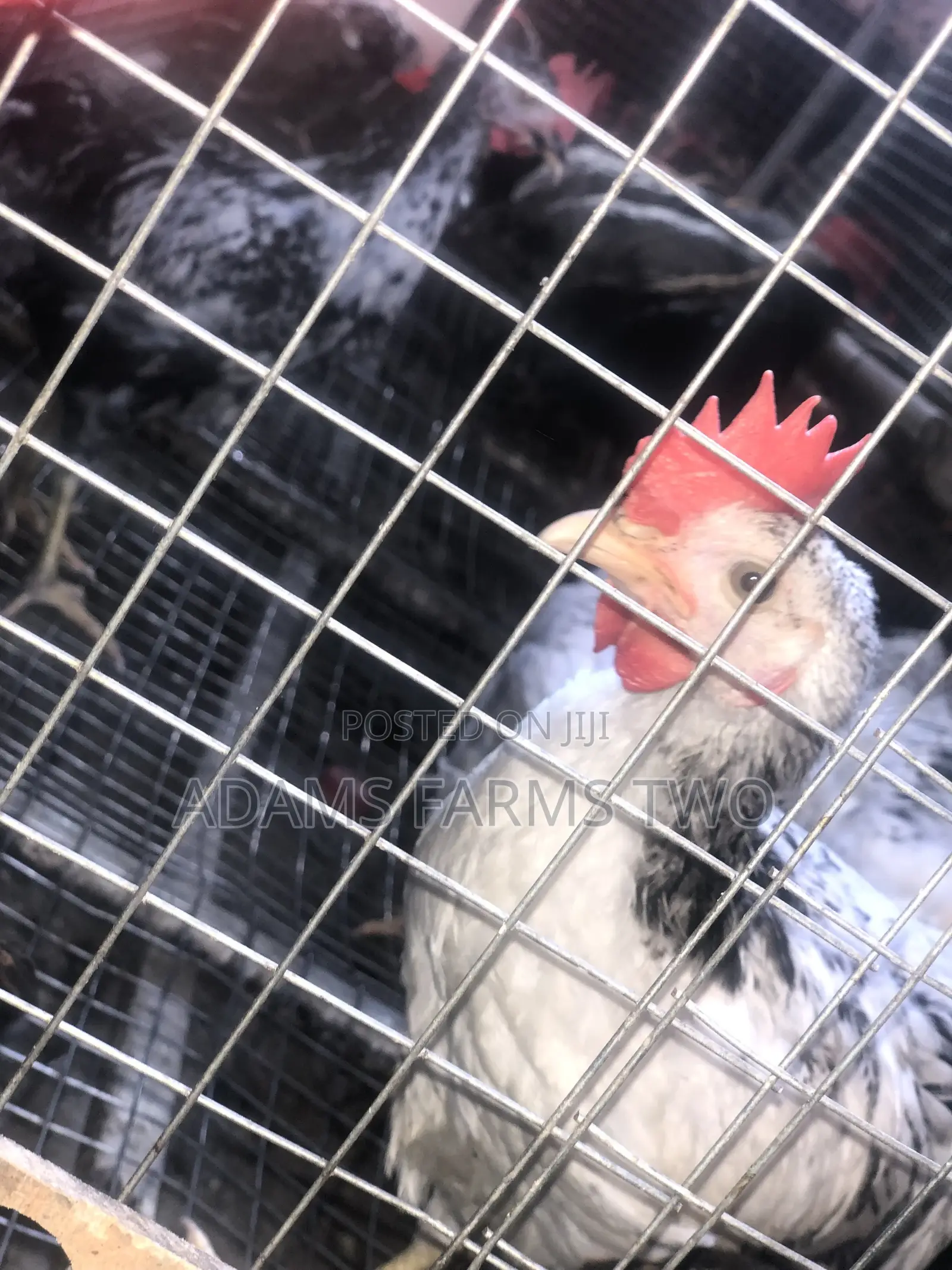 All Kinds of Chickens From Day Olds to Points of Lay