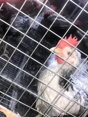 All Kinds of Chickens From Day Olds to Points of Lay