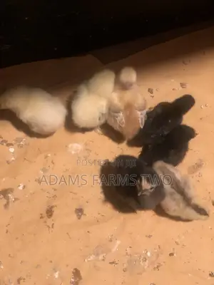 All Kinds of Chickens From Day Olds to Points of Lay