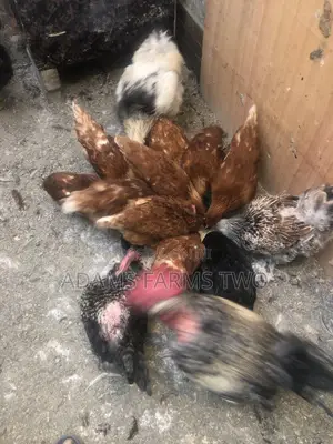 All Kinds of Chickens From Day Olds to Points of Lay