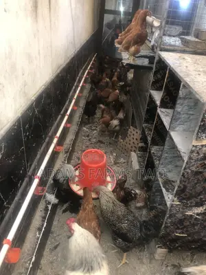 All Kinds of Chickens From Day Olds to Points of Lay