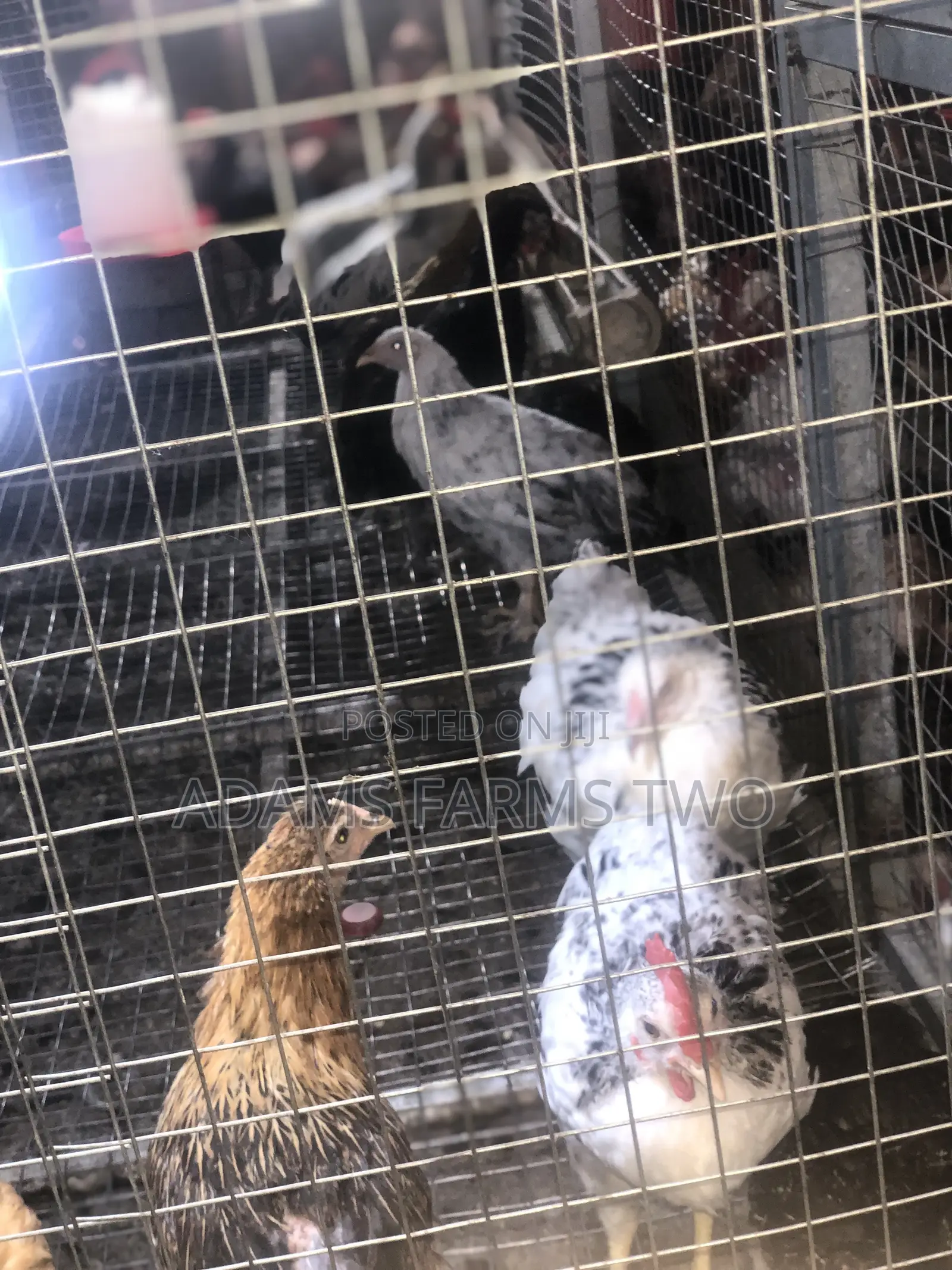 All Kinds of Chickens From Day Olds to Points of Lay