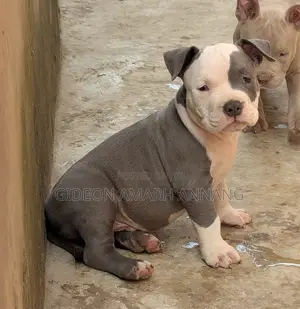 1-3 months Male Purebred American Bully