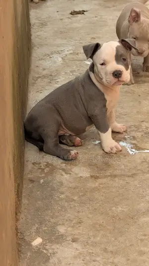 1-3 months Male Purebred American Bully