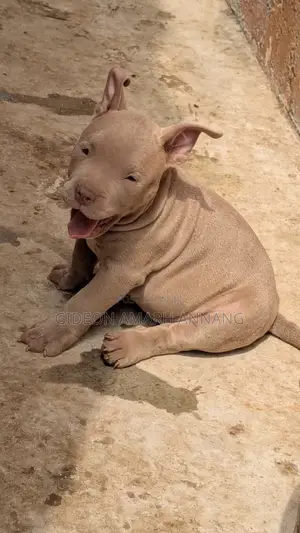 1-3 months Female Purebred American Bully