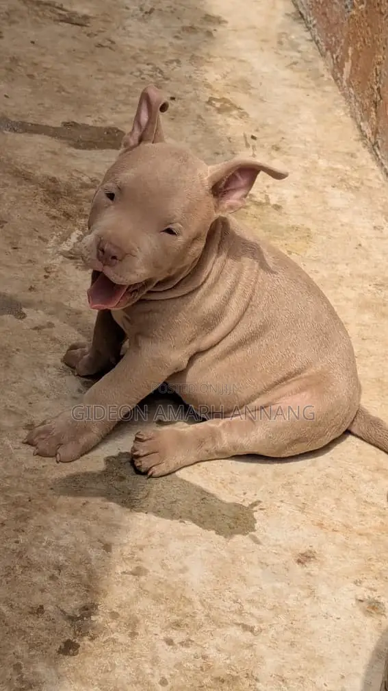 1-3 months Female Purebred American Bully