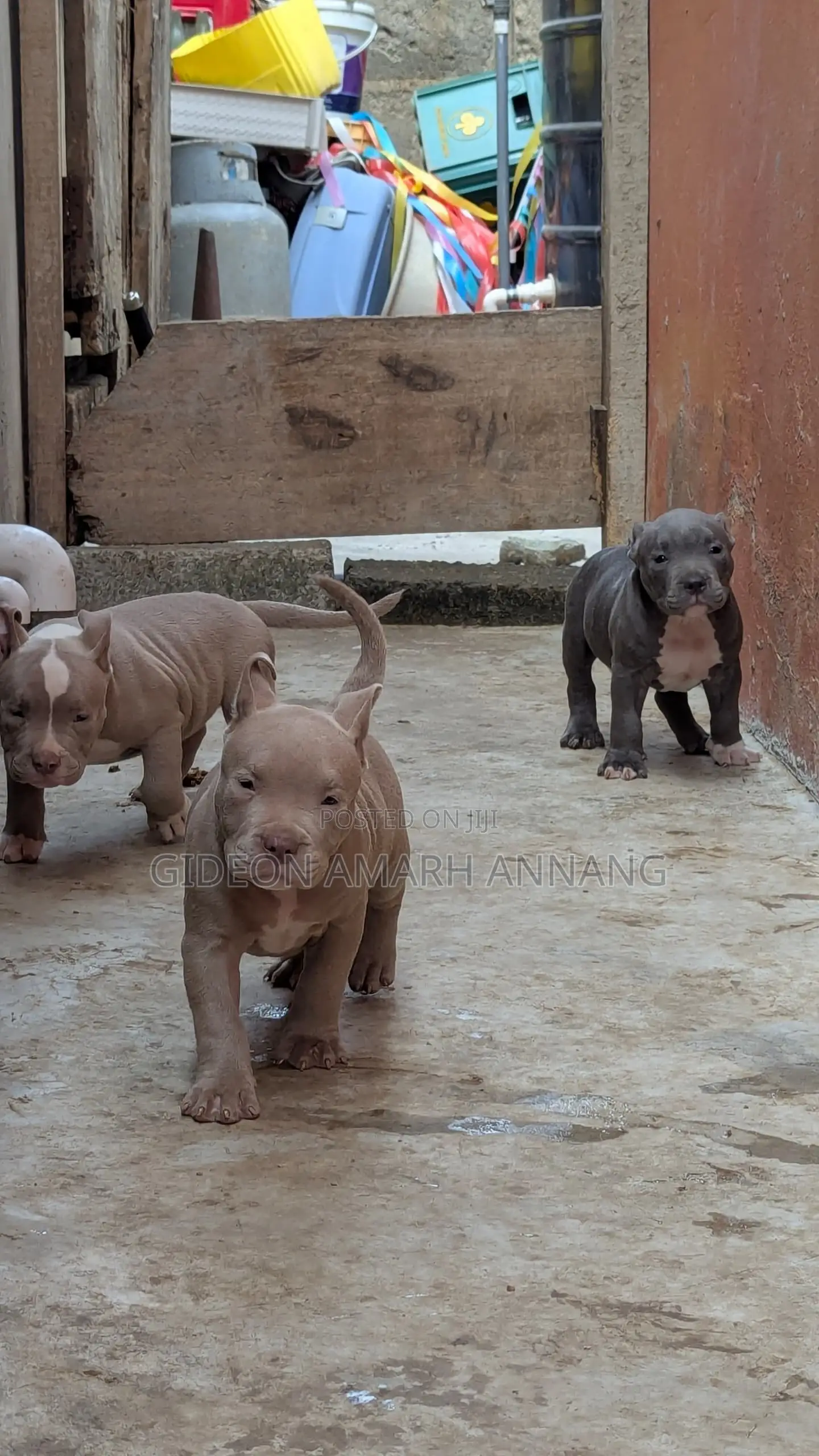1-3 months Female Purebred American Bully