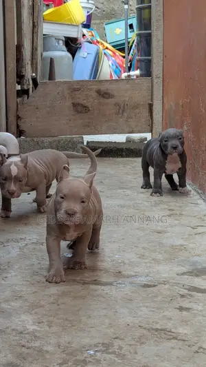 1-3 months Female Purebred American Bully